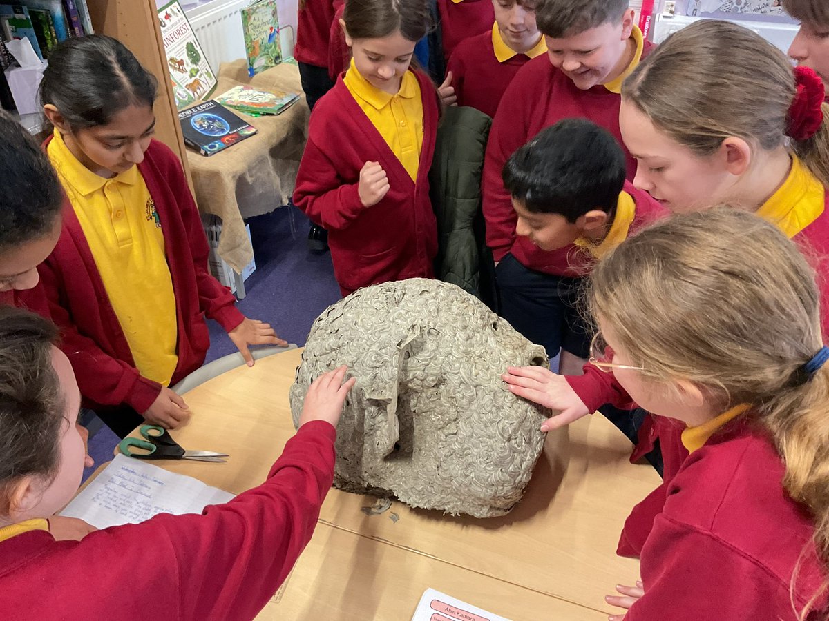 MrCStJames's tweet photo. Great fascination this morning in @StJamesYear6 looking at a wasp nest! #naturetable @PieCorbett @RoyEntSoc @StJamesChorley @Lancswildlife https://t.co/my1DLquFKA