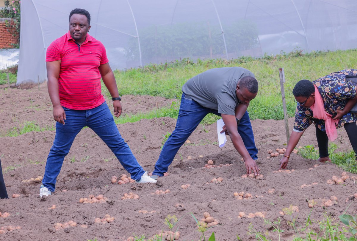 Rwanda Agriculture & Animal Resources Devpt Board tweet media