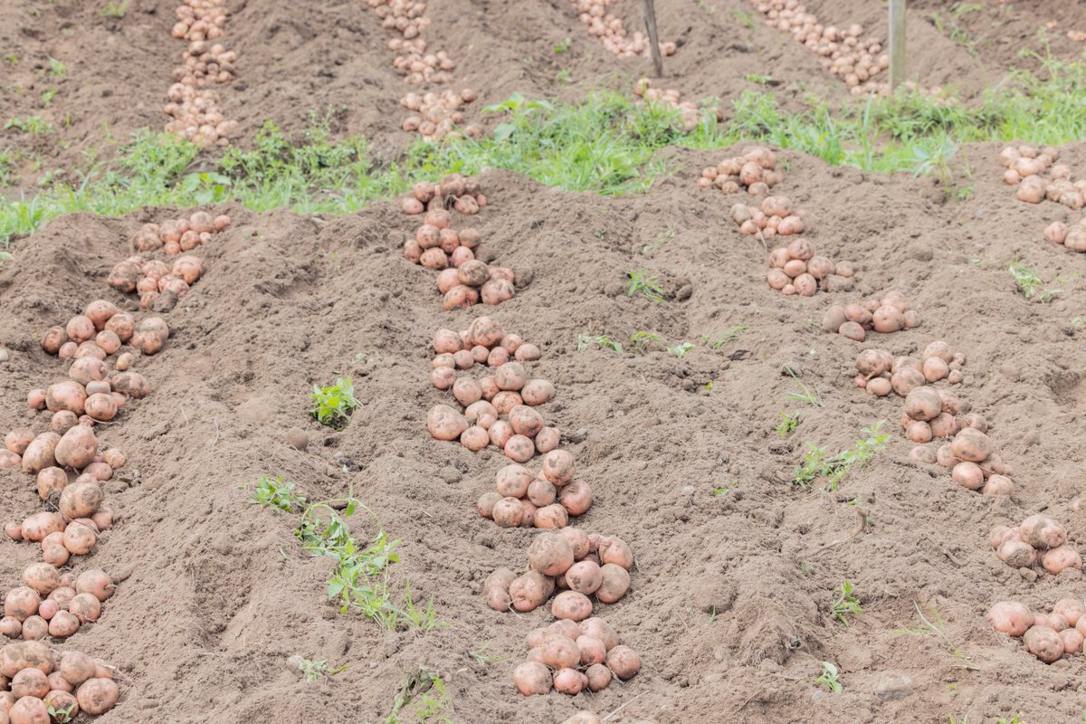 Rwanda Agriculture & Animal Resources Devpt Board tweet media