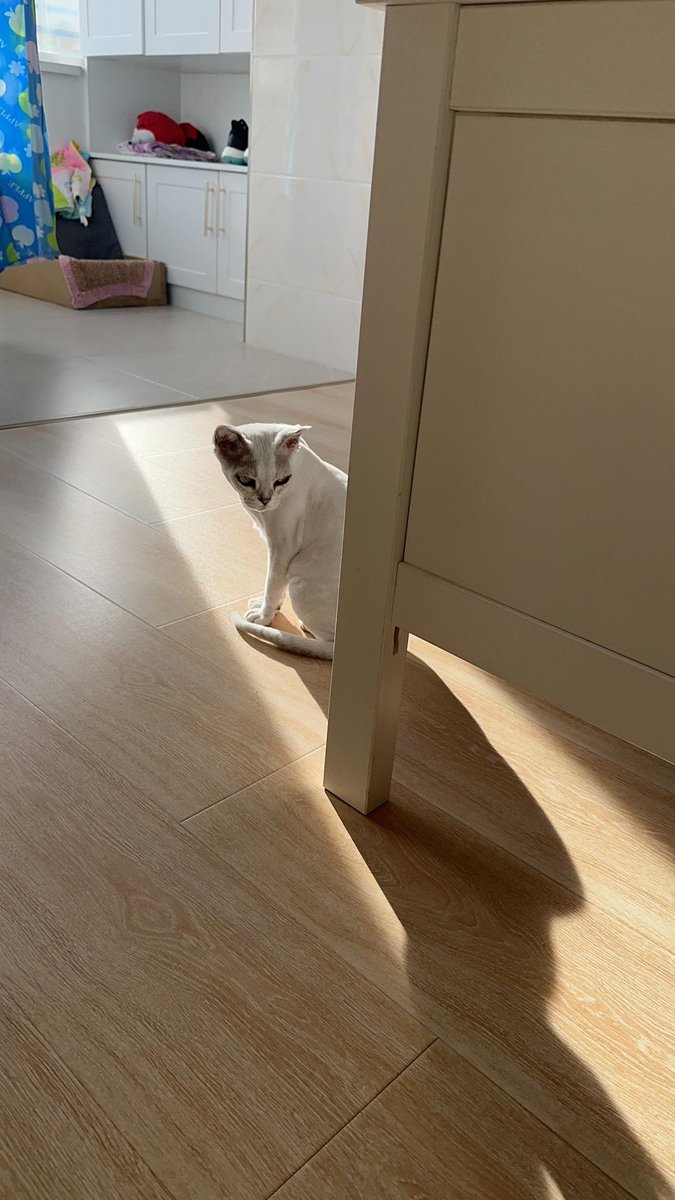 jennifer3150735's tweet photo. 刚擦完的地板亮得能照见猫爪印，转身就见那只罪魁祸首正叼着拖把绳“帮倒忙”，突然觉得家务也没那么单调啦～ https://t.co/hOh5ZpN181