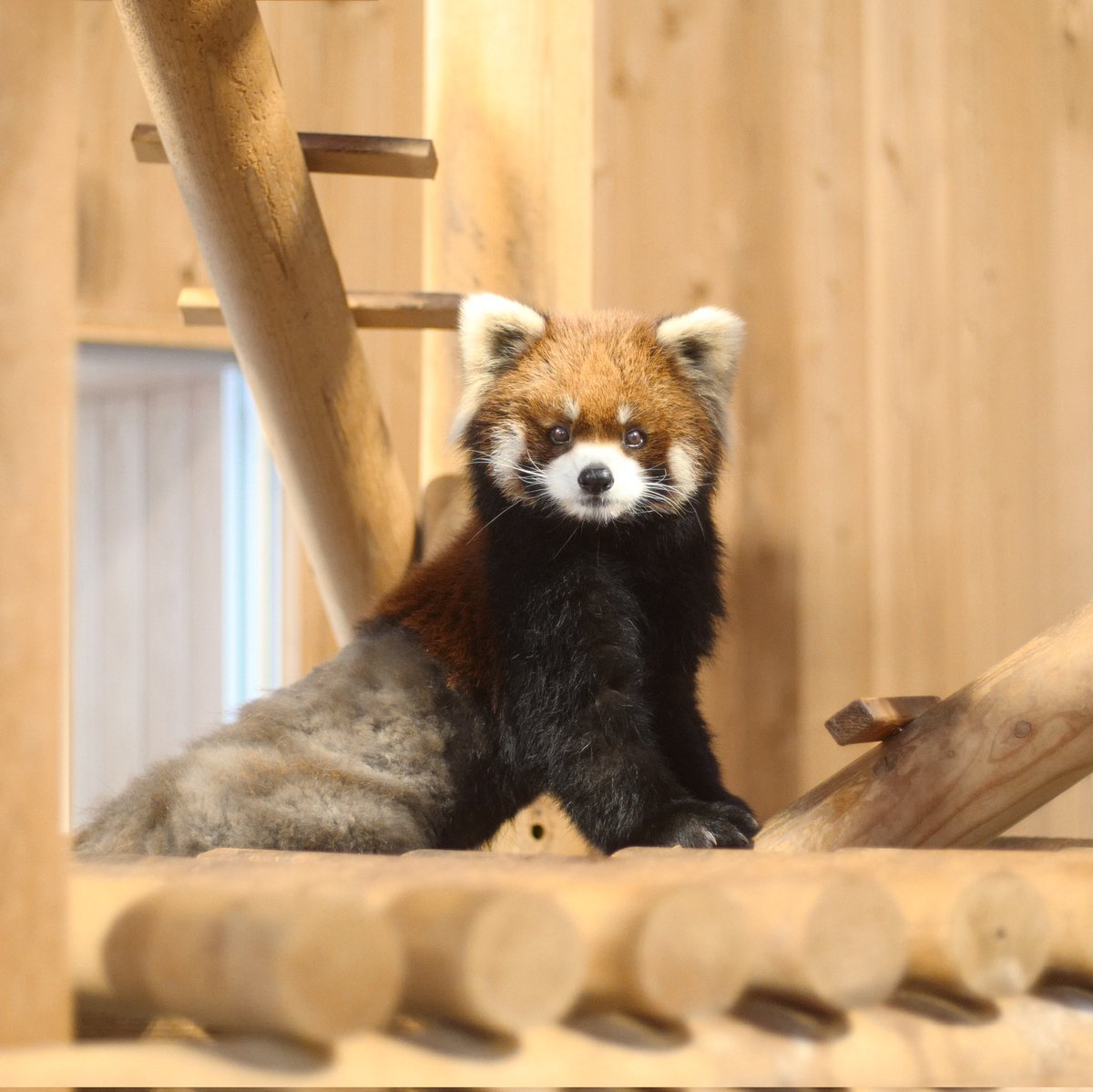 あのぬいぐるみ ずっとこっち見てるー😲
#ライト #レッサーパンダ #鯖江市西山動物園