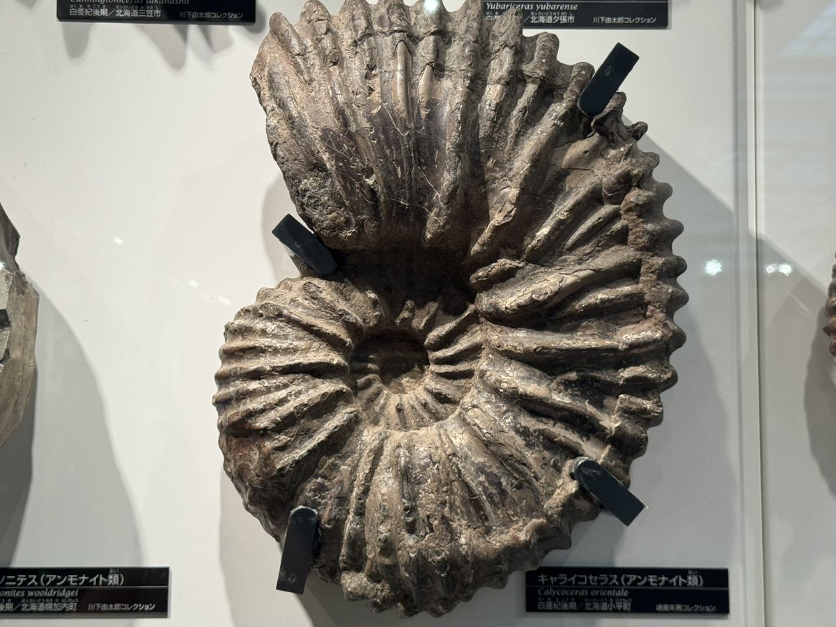 マダマダマダガスカル (@xkpSNxcigsIRTGZ) / Posts / X