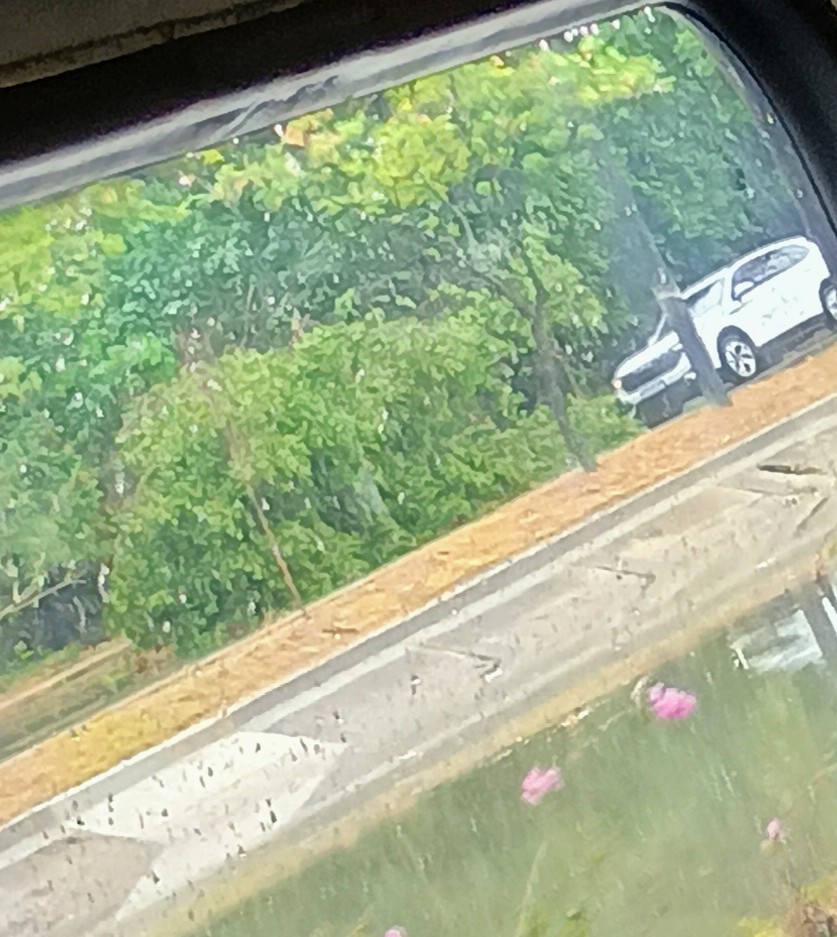 Alô <a href="/CTTU_Recife/">CTTU Recife</a> e <a href="/prefrecife/">Prefeitura do Recife</a> , há uma árvore caída na Rua Dom João VI, após o colégio Motivo sentido Túnel.
Os carros estão sendo obrigados a passar por cima da calçada do Canal do Jordão.

Tentem remover essa árvore.
Dê uma força <a href="/jc_pe/">Jornal do Commercio</a> reforçando o pedido de ajuda.