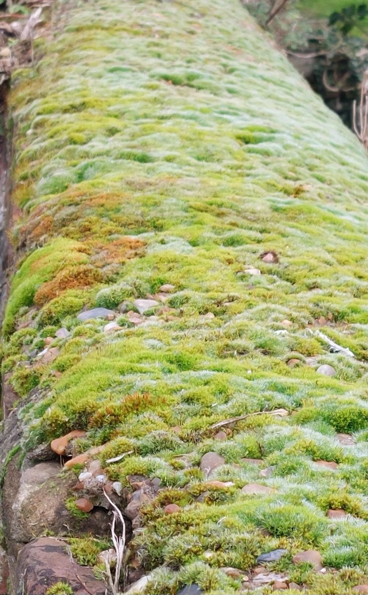mycathardy's tweet image. Frosty moss on a church wall #undulating #moss #walls