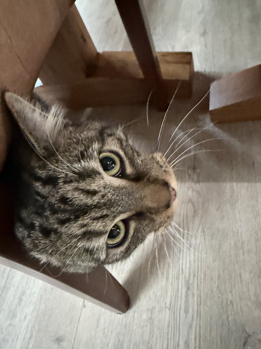 Ms Poppy Puffy Cheeks tweet media