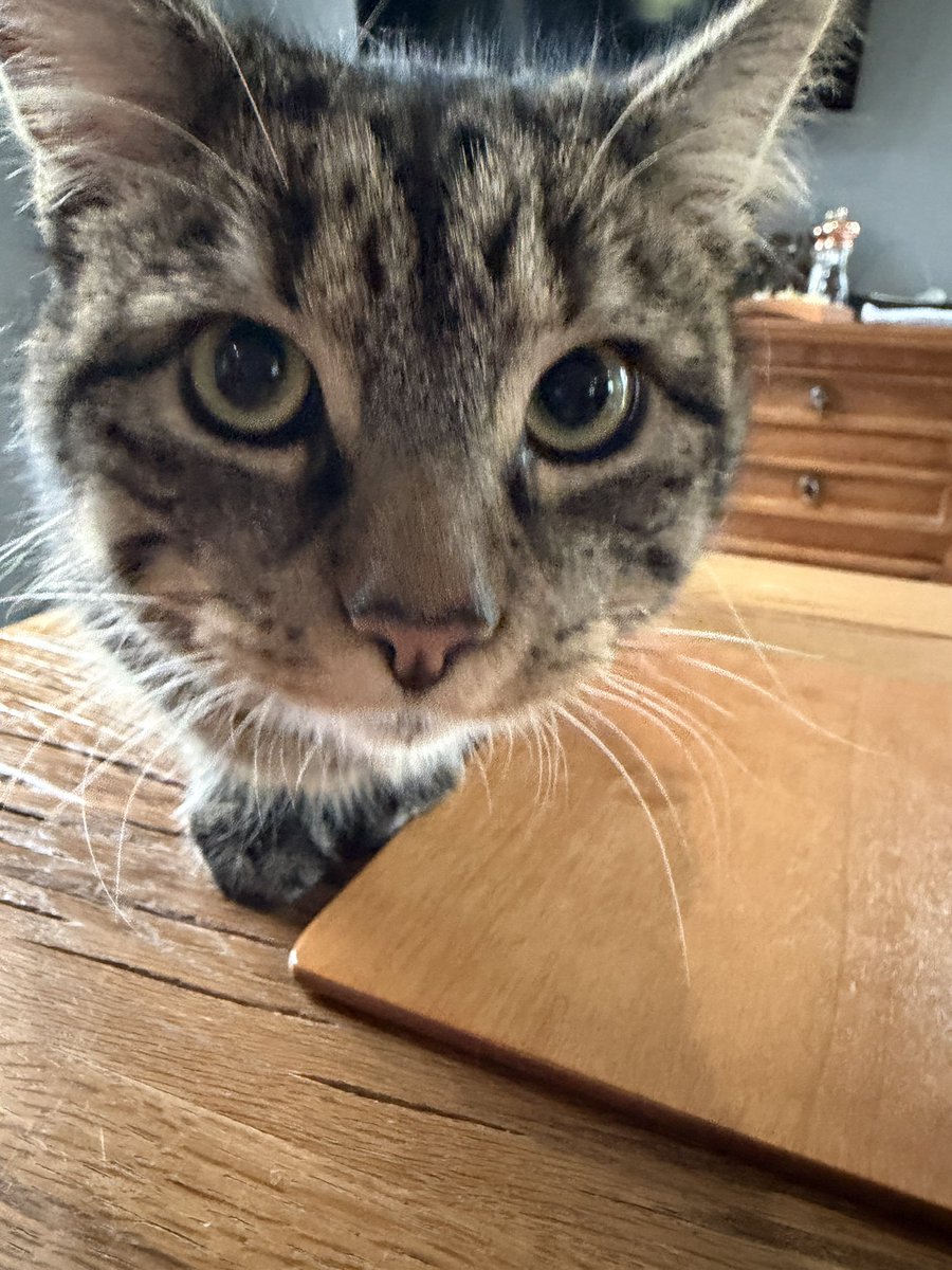 Ms Poppy Puffy Cheeks tweet media