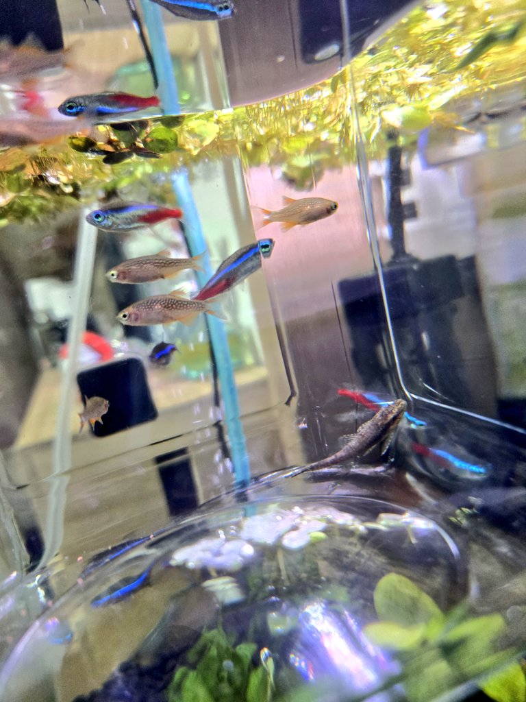 CafeRate0141's tweet photo. 新たにミクロラスボラハナビとオトシンネグロ導入！
どっちも飼ってみたかったから楽しみ😊 https://t.co/OML6Cm2Krr