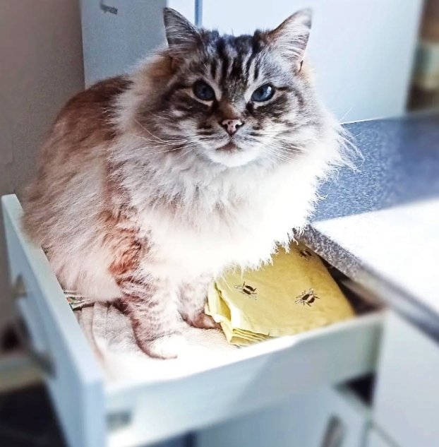 BreeMagee1111's tweet photo. Hey, where are the treats? They used to be in this drawer! πΎπππππβ¨π―π€π»πππ
#cleverkitty
.
.
#cats #catsoftheworld #cat #catlover #catphotography #catlife #catlovers #pets #kitten #ilovecats #petlovers #meow #kittens #catoftheday #kitty #love #cute #pet #animals https://t.co/Xgx5HpUO3o