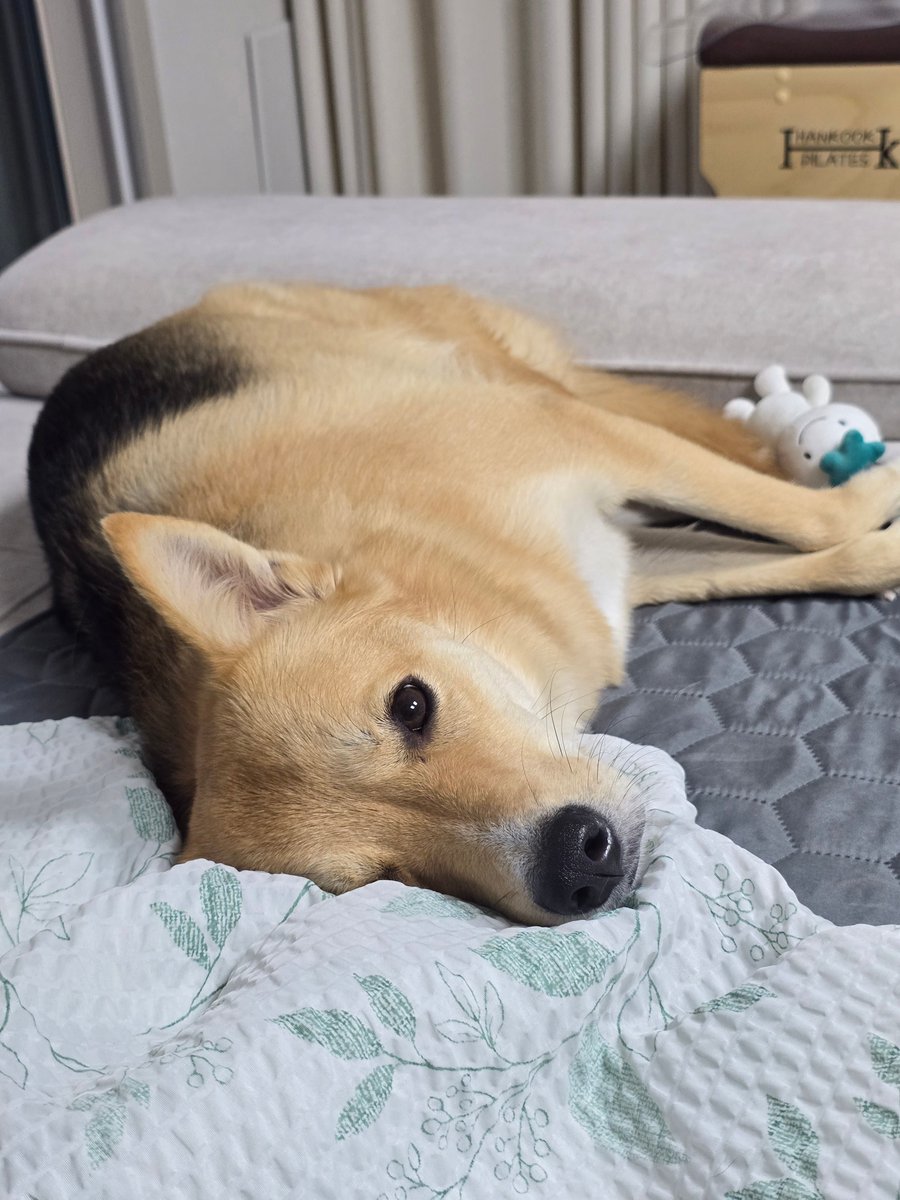 진짜 진도들 누워서 지내나 봐ㅋㅋㅋㅋ
그리고 조용한거 좋아해서 언니들 농구볼때 시끄럽다고 방으로 들어가버림ㅜ