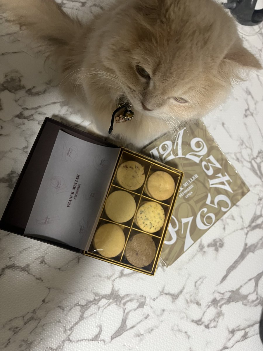 🫖ミルクティー色のマンチカン🐾猫なのに「ことり」🐤 (@Bastet_nyan2