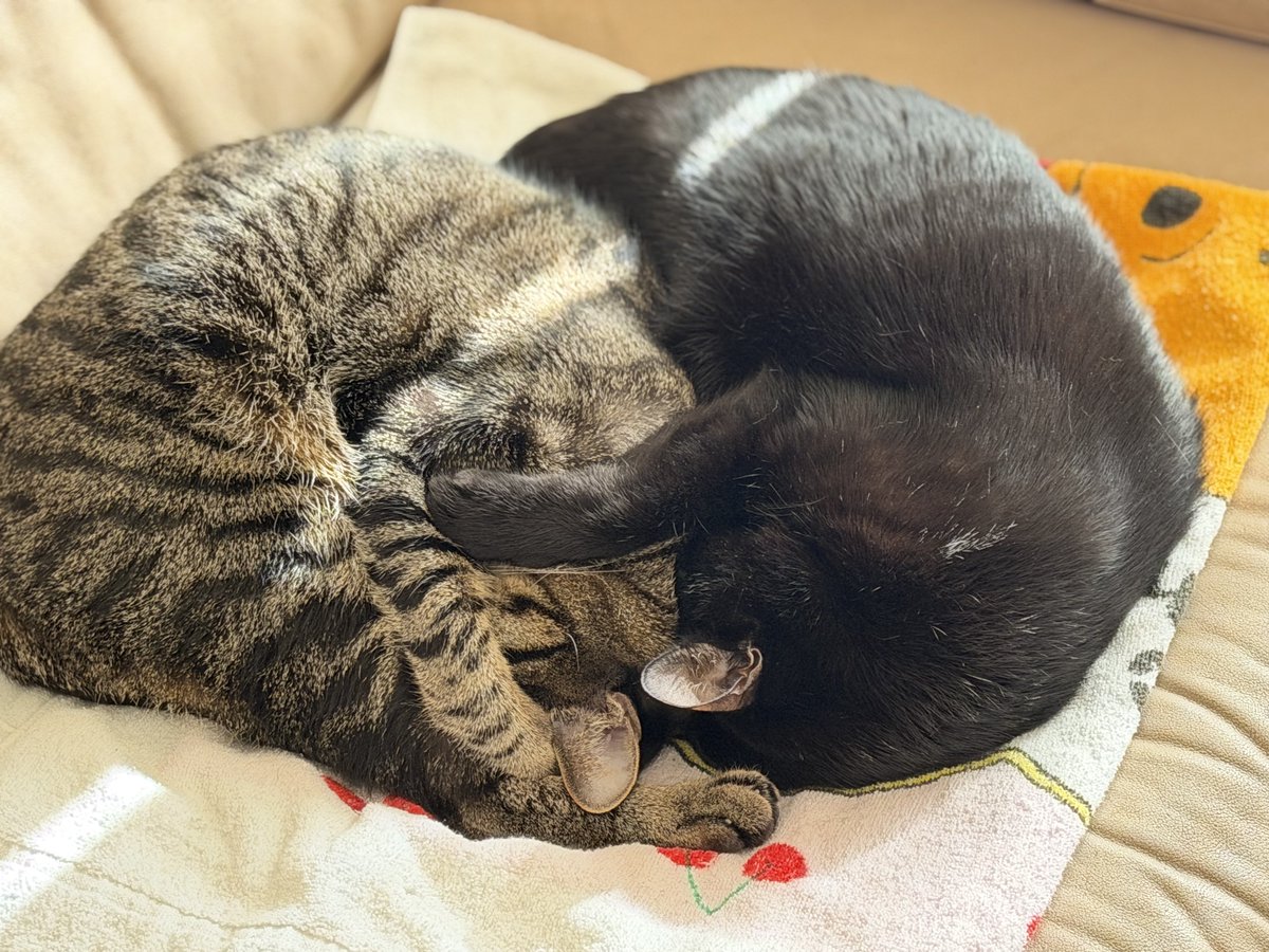 明日は寒いらしいので、みニャさま、こうやって暖かくしてニャ。ネコチャンより🐱