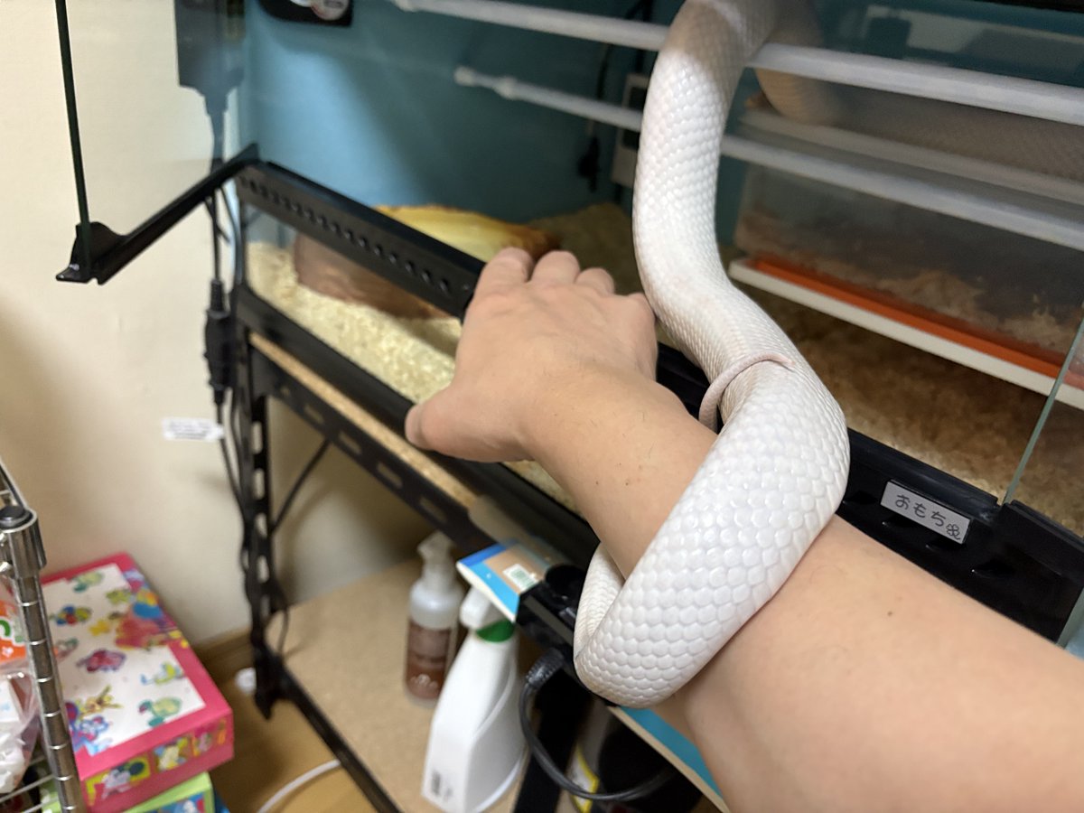 eudumux's tweet photo. 謎に愛情を感じる瞬間•••😌

#コーンスネーク https://t.co/3DX2bBCOKT