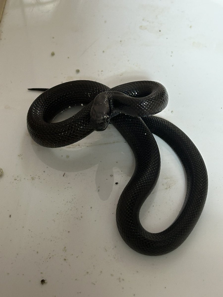 紅 龍華 tweet media