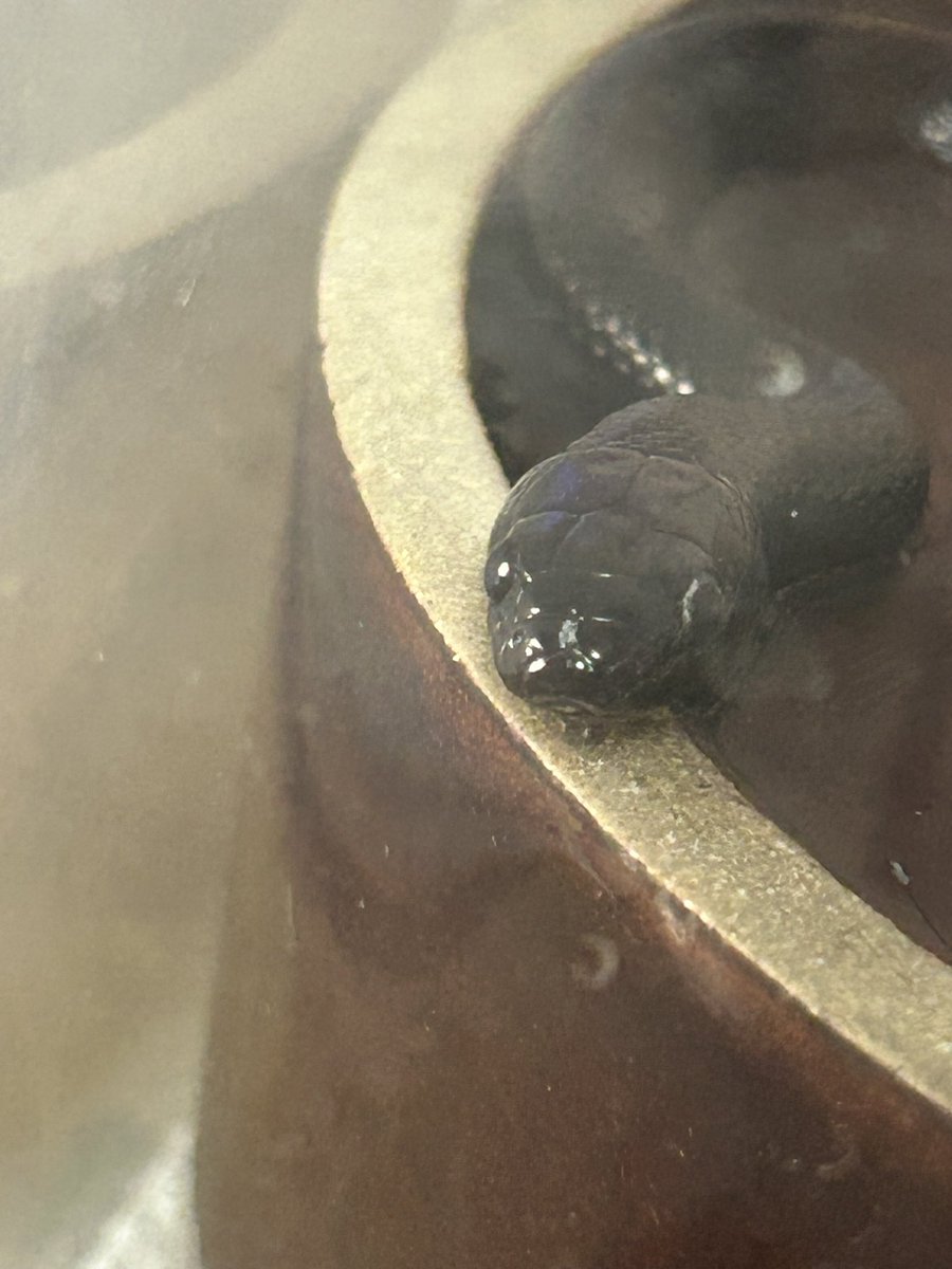 紅 龍華 tweet media