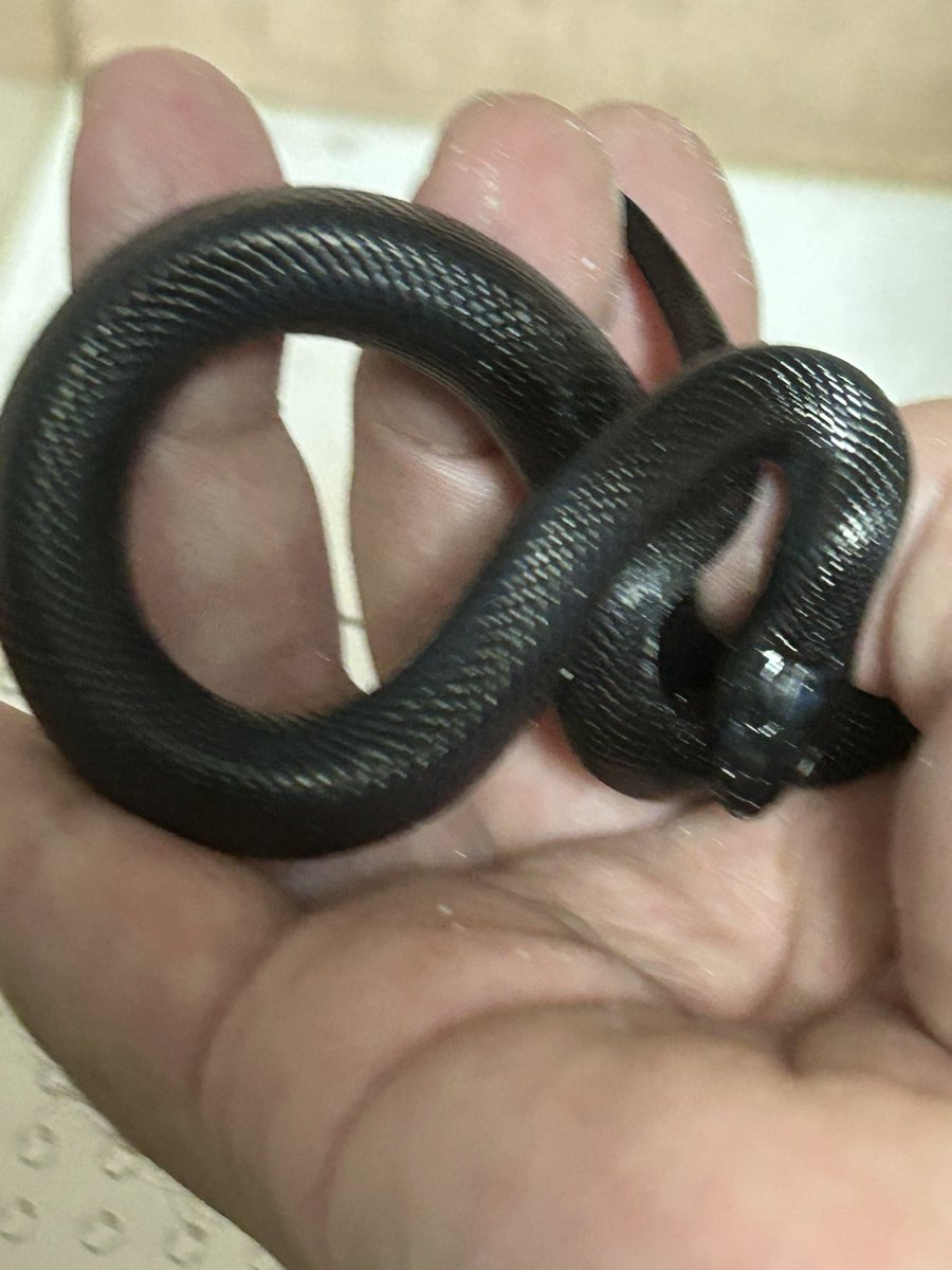 紅 龍華 tweet media