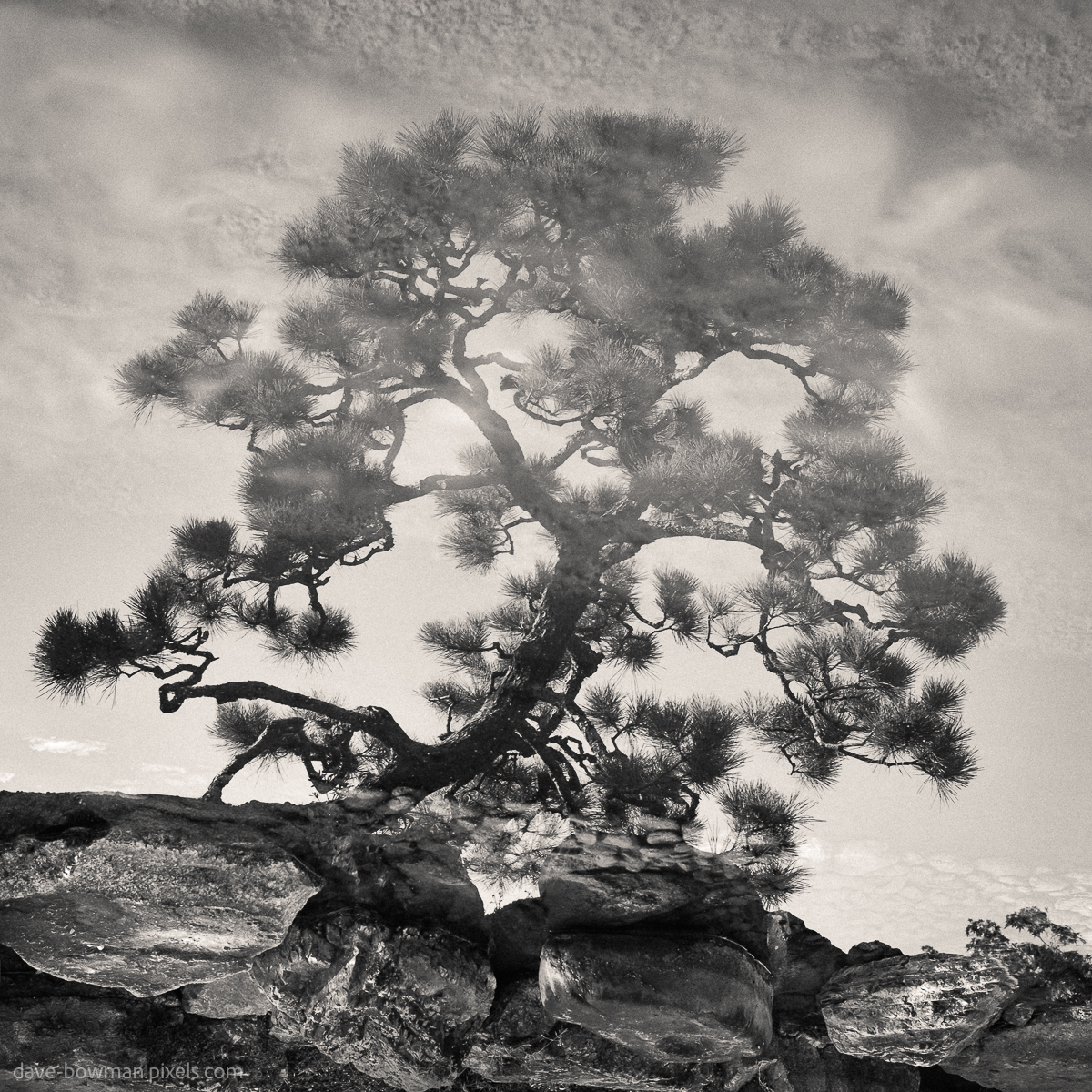 Dabowphoto's tweet photo. 'PINE BONSAI REFLECTION'
.
A Japanese black pine bonsai reflected in a still pond at Sanjusangendo Temple, Kyoto 🇯🇵
.
https://t.co/ThXPajuc2p
.
#photography #japanesebonsai #visitjapan #classicmono #photographersofx #photographyisart #wallartforsale https://t.co/2yD5UNSw2x