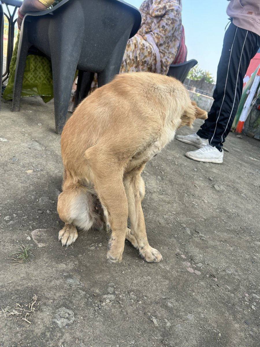 ChouhanSubhash9's tweet photo. Hey @PetaIndia @CollectorGuna @GunaPolice @MPPoliceDeptt, Can you help this out? This Dog might have broken bone and roaming here on this location. I just took break for tea here and I don’t know what to do. Please see.

https://t.co/wWjbyW2AOb https://t.co/7FnOtf8A0y