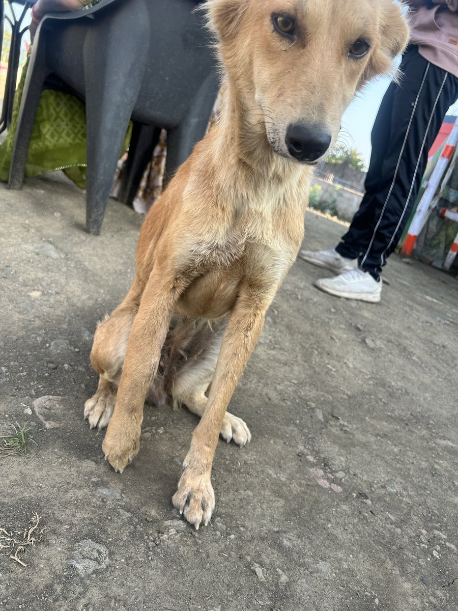 ChouhanSubhash9's tweet photo. Hey @PetaIndia @CollectorGuna @GunaPolice @MPPoliceDeptt, Can you help this out? This Dog might have broken bone and roaming here on this location. I just took break for tea here and I don’t know what to do. Please see.

https://t.co/wWjbyW2AOb https://t.co/7FnOtf8A0y