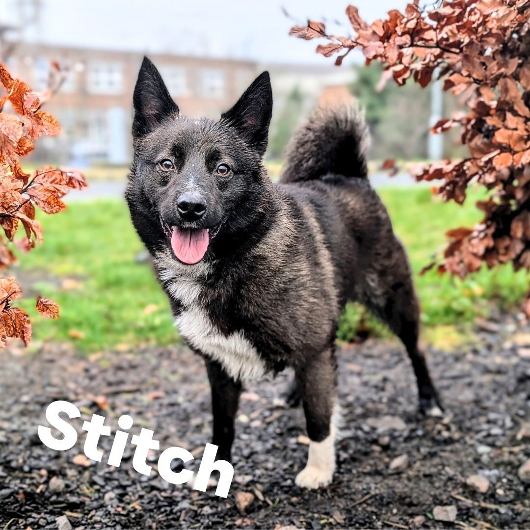DTCardiff's tweet photo. 👀 We have plenty of dogs waiting for their forever homes. To meet your pawfect match, fill out an application online or visit our rehoming centre—our friendly team is here to help you find your new best friend! 🐾 #DogsTrust #DtCardiff #ComeVisit #AdoptDontShop https://t.co/Ks6U00Bcj2