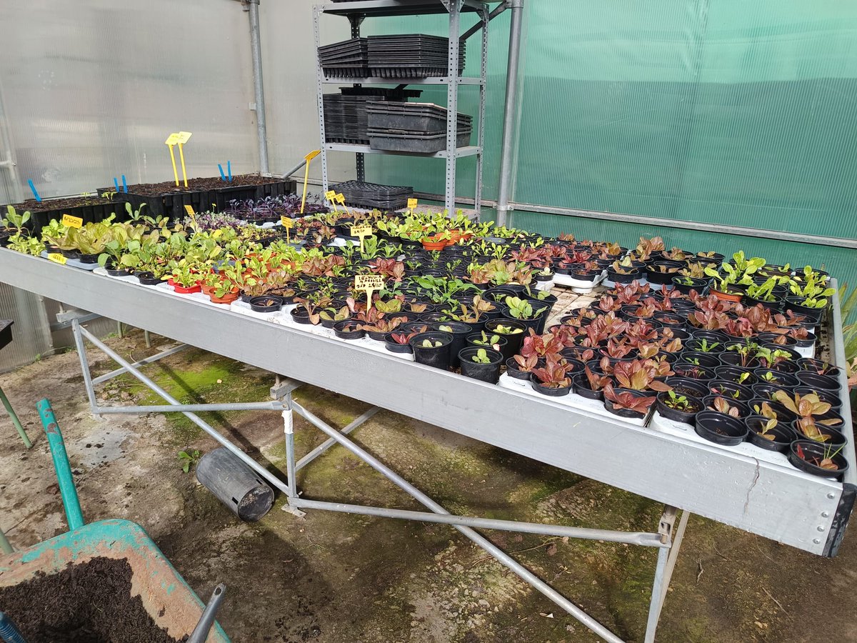 DeRhuam's tweet photo. Ayer estuvimos en el @europaenvivo haciendo semilleros de los cultivos de primavera-verano y ell@s ya tenían un vergel en el invernadero preparado para trasplantar cuando se vaya el temporal. Que buen trabajo estáis haciendo! 👏💪🌱🌾🍆🌶️
@sistemasmedioambientales
@ayto_mostoles https://t.co/SsIaLOn11F