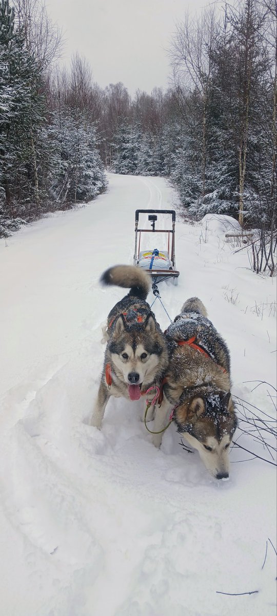 Dagens transport middel..