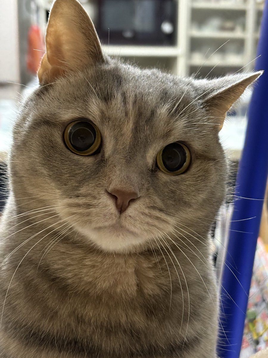 グレコ@🐈猫大好き🧡調理好き tweet media