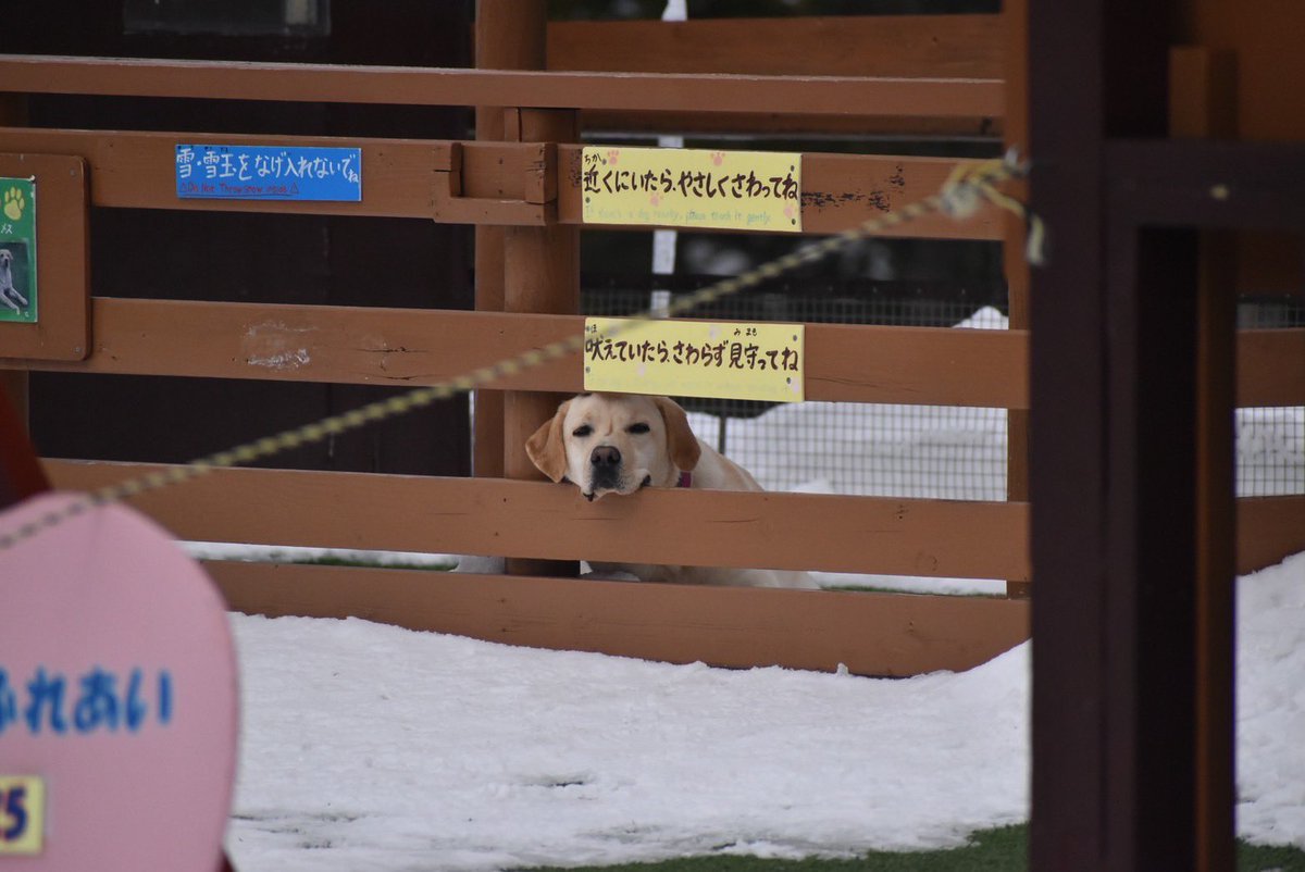 一昨日のラブラドールレトリバーのごはん

#旭山動物園　#asahiyamazoo
#ラブラドールレトリバー　#ごはん