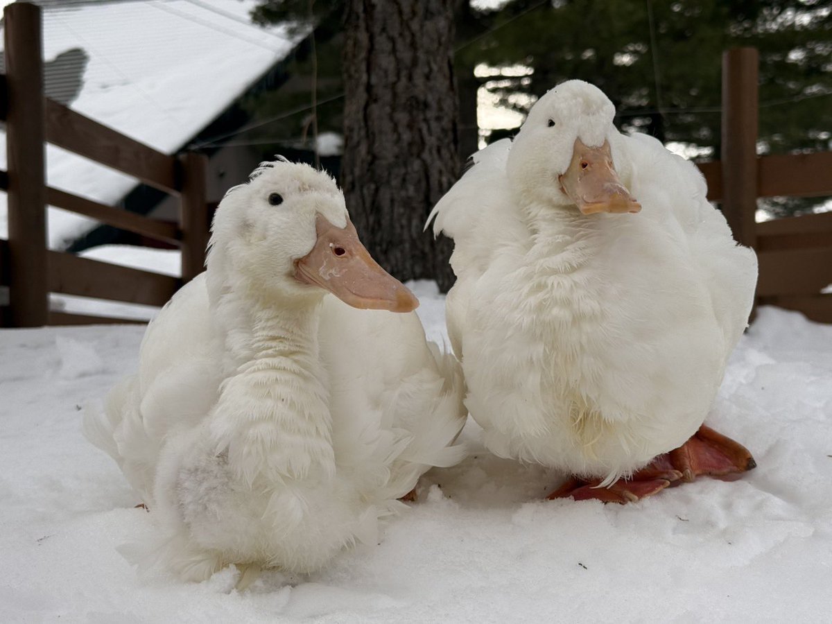 旭川市旭山動物園［公式］ tweet media