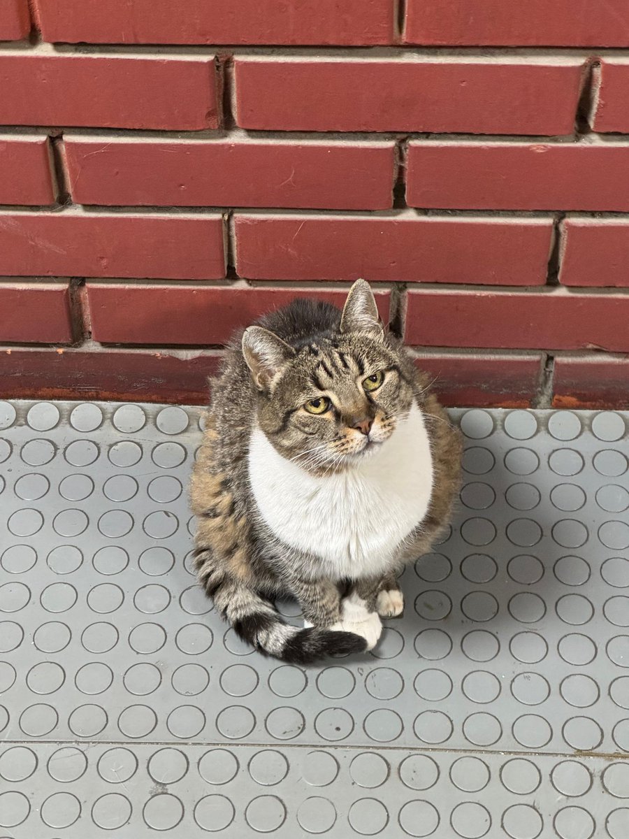 ljubicathecat's tweet photo. Све мачке иду у рај. https://t.co/zvdBmf5Nzt