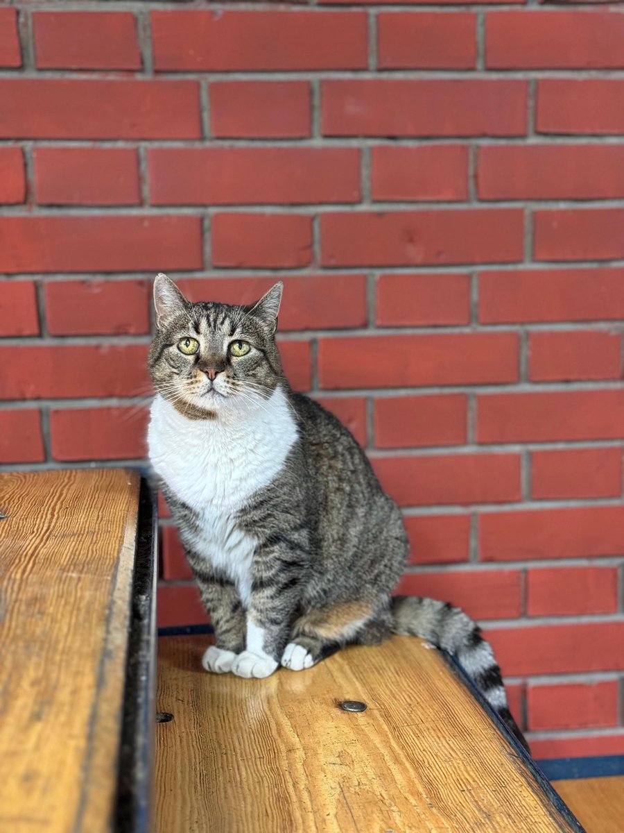 ljubicathecat's tweet photo. Све мачке иду у рај. https://t.co/zvdBmf5Nzt