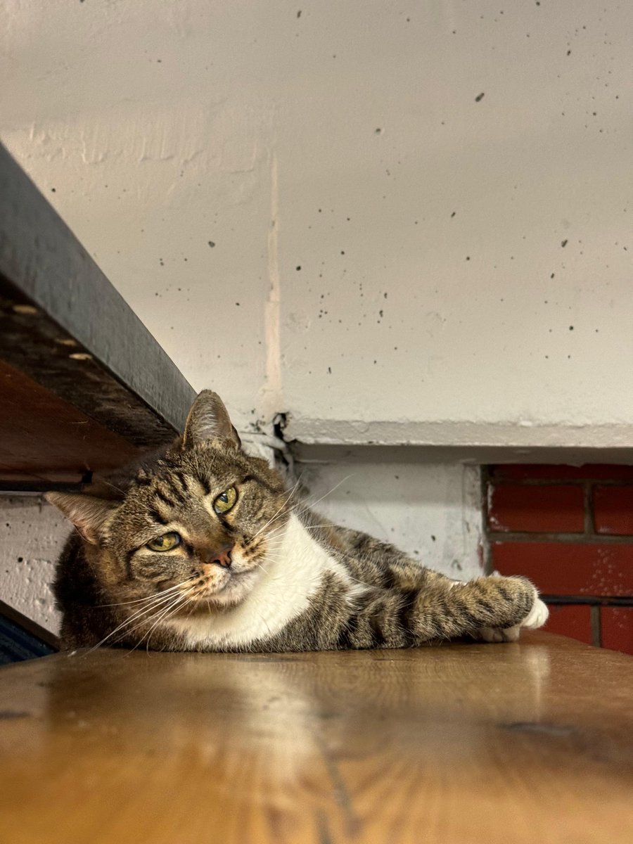 ljubicathecat's tweet photo. Све мачке иду у рај. https://t.co/zvdBmf5Nzt