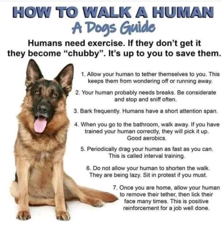 A Dogs Guide