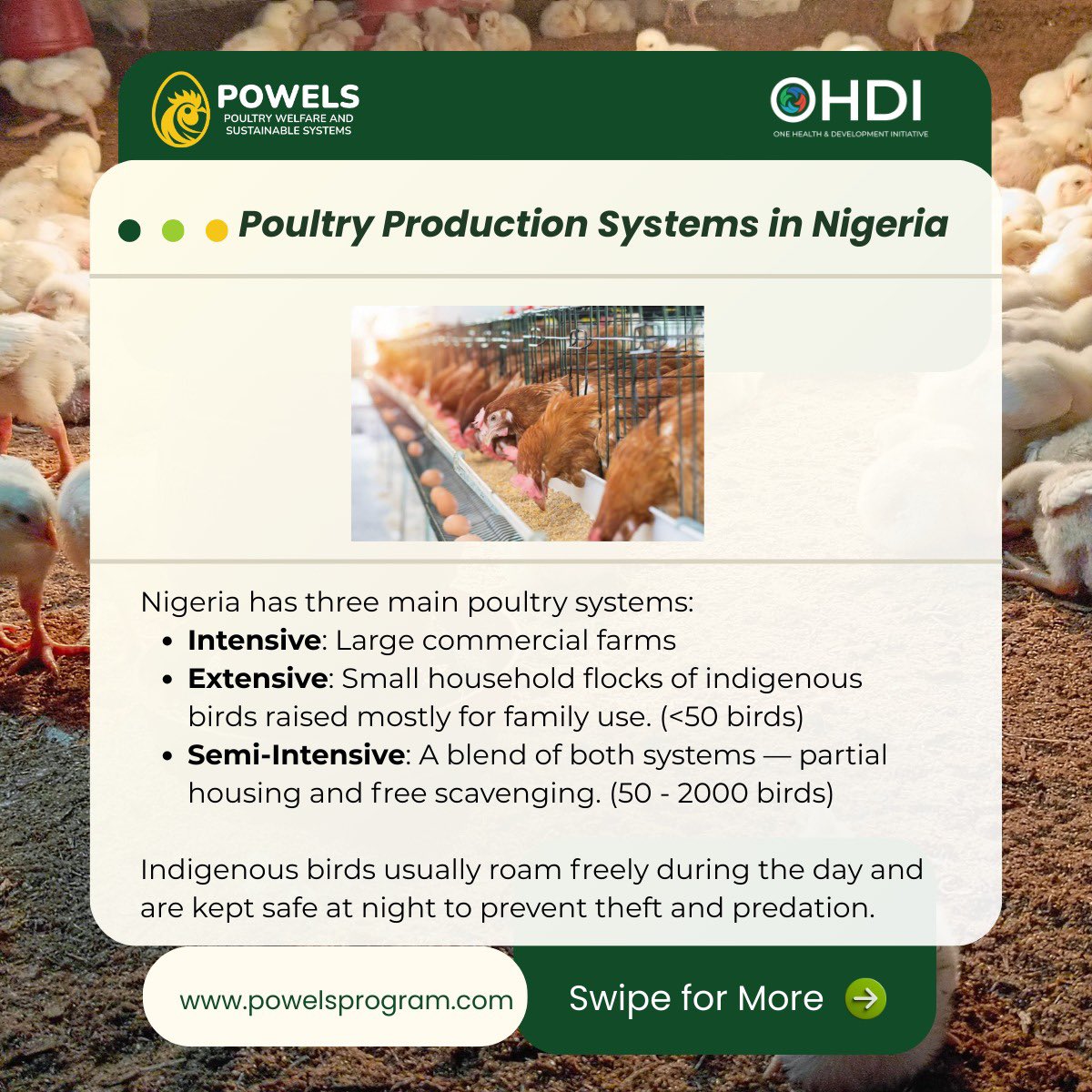 powelsprogram's tweet photo. Nigeria’s poultry sector feeds millions and supports livelihoods, but disease, high feed costs, and welfare gaps remain. Through Project POWELS, OHDI is advancing welfare-focused, sustainable, One Health aligned poultry practices.

Thread👇

#ProjectPOWELS #OHDI  #OneHealth https://t.co/pYWBdIGV1r