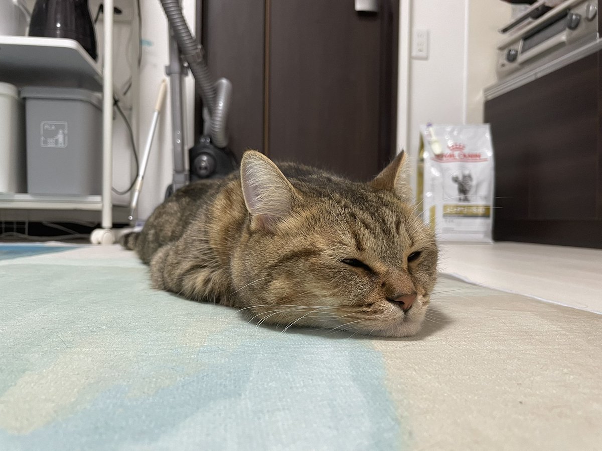 MiniraDiary's tweet photo. なにしてんだ？このツチノコは。 https://t.co/ZHHPwc3eLc