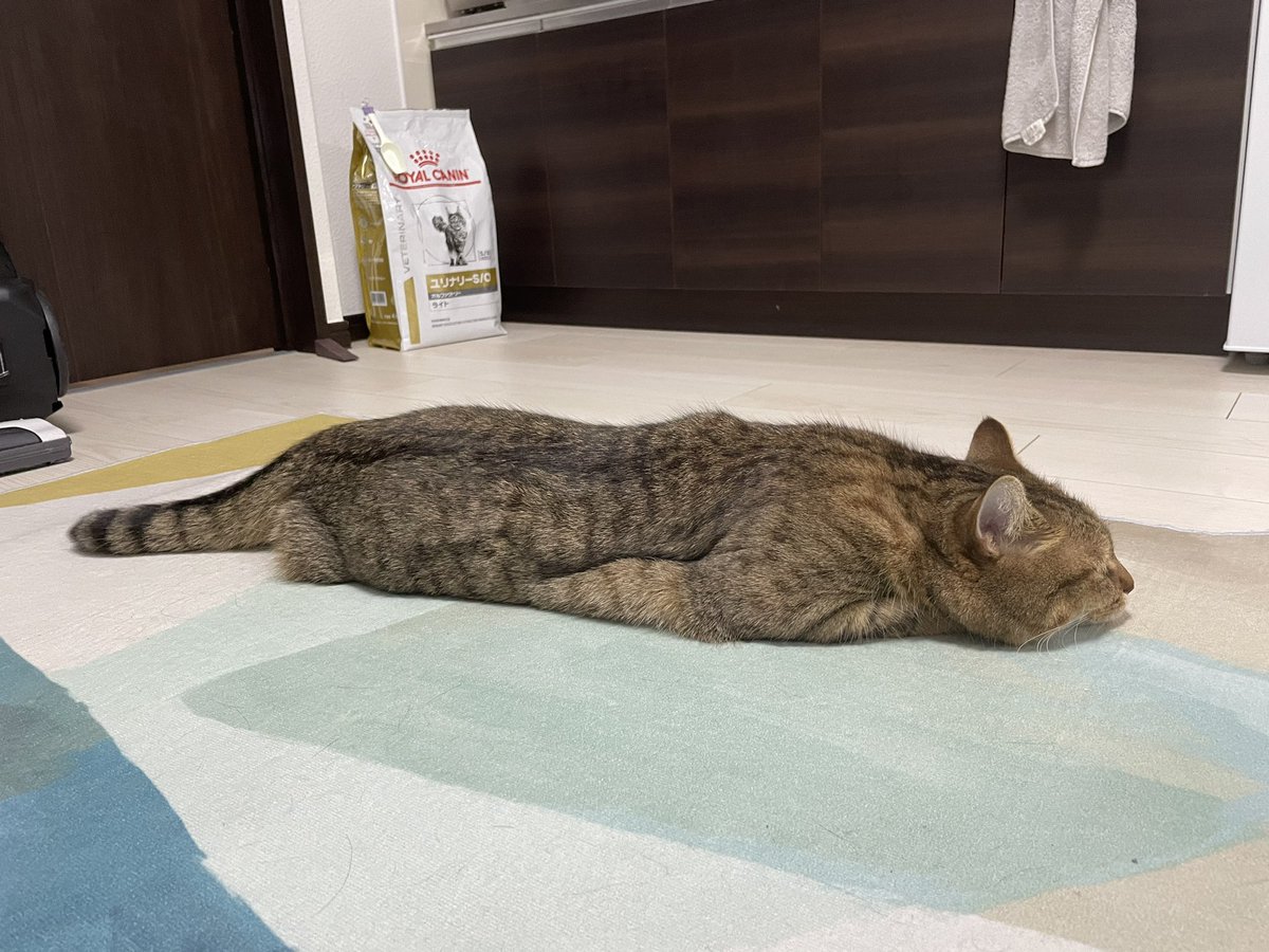 MiniraDiary's tweet photo. なにしてんだ？このツチノコは。 https://t.co/ZHHPwc3eLc