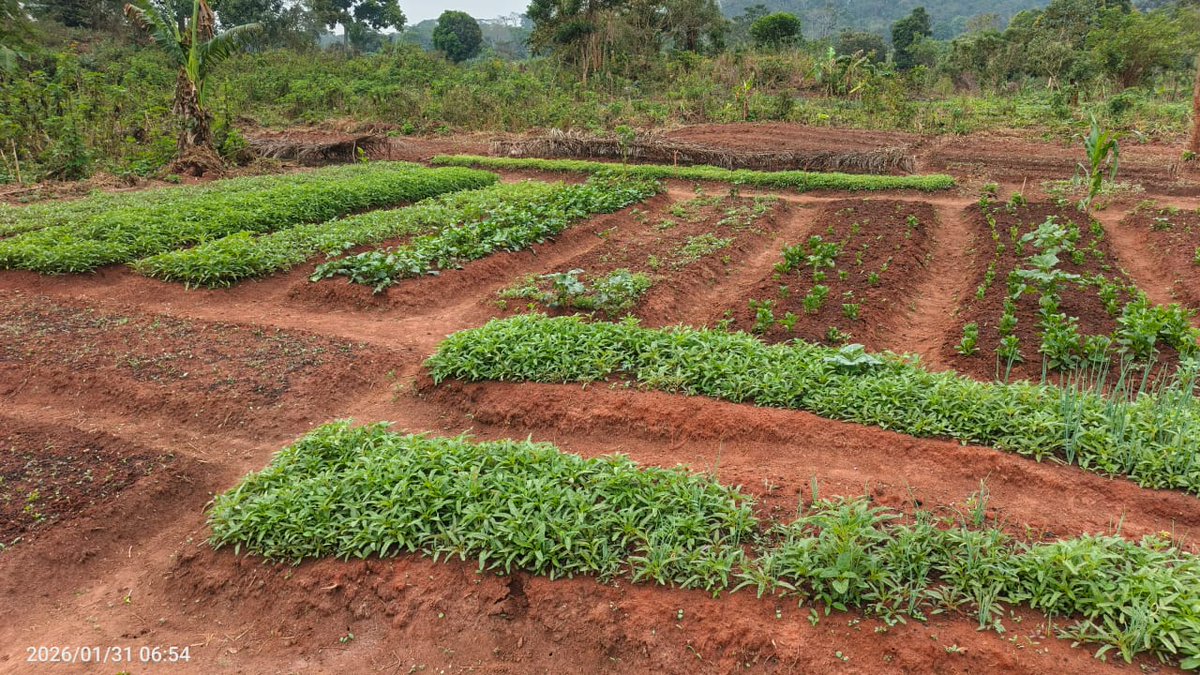 FAO en République centrafricaine tweet media