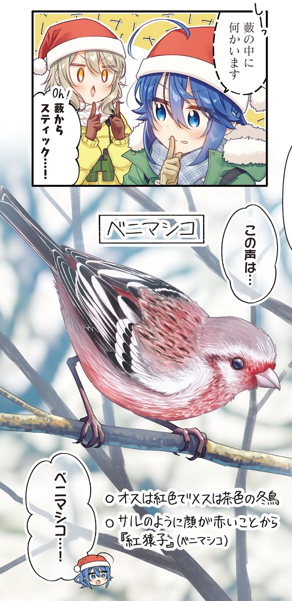 【きらら3月号】わらびもちきなこ先生「しあわせ鳥見んぐ」はセンターカラー！

現実では少々遅刻気味ですが、
やってきましたクリスマス🎅🎄

とはいえ翼が浮き足立つのは、
『絶好の鳥見日和』であることで…?

🕊️コミックス1〜3巻絶賛発売中🕊️