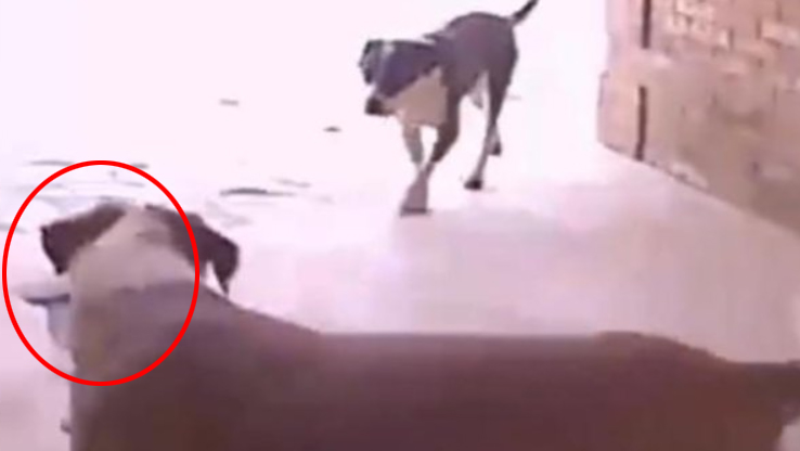 Resuelto el misterio de los robos de paquetes: eran un dúo de 'ladrones caninos'
20minutos.es/gonzoo/blogs/b… ¡¡¡Cero remordimientos!!! 🐶😅