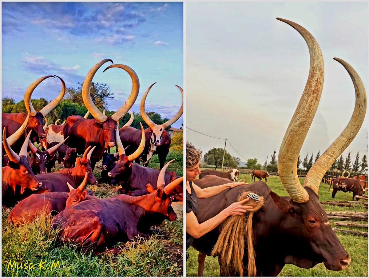 African Eco Tours tweet media