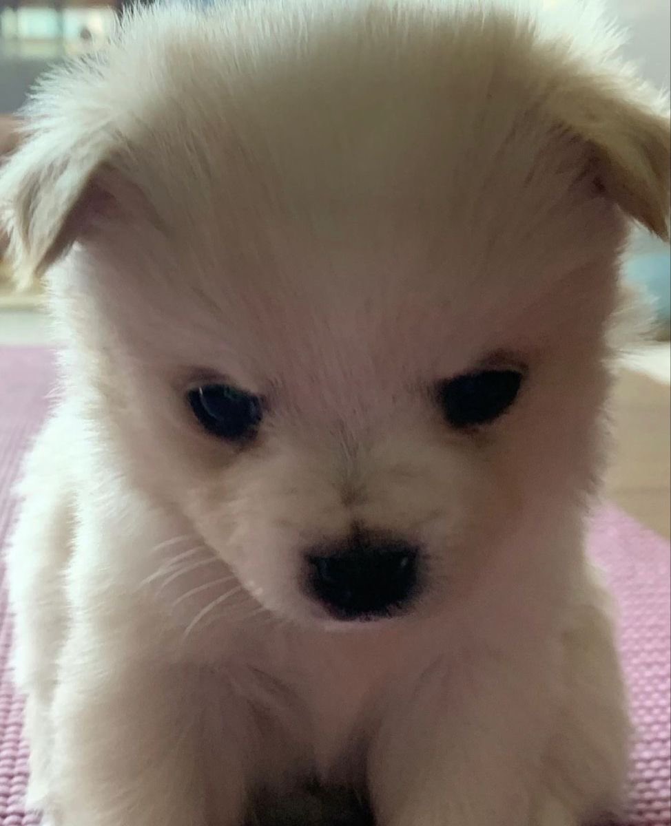 이소희 강아지 tweet media