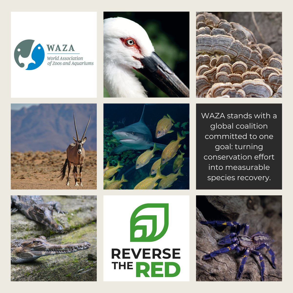 waza's tweet photo. 🔴Today, zoos, aquariums &amp; conservation partners worldwide come together for @ReversetheRed1 Day.

As a founding partner, alongside @IUCNssc, WAZA stands with a global coalition committed to turning conservation effort into measurable species recovery.

ℹ️https://t.co/WgCpCFUgj6 https://t.co/noeUbomASw