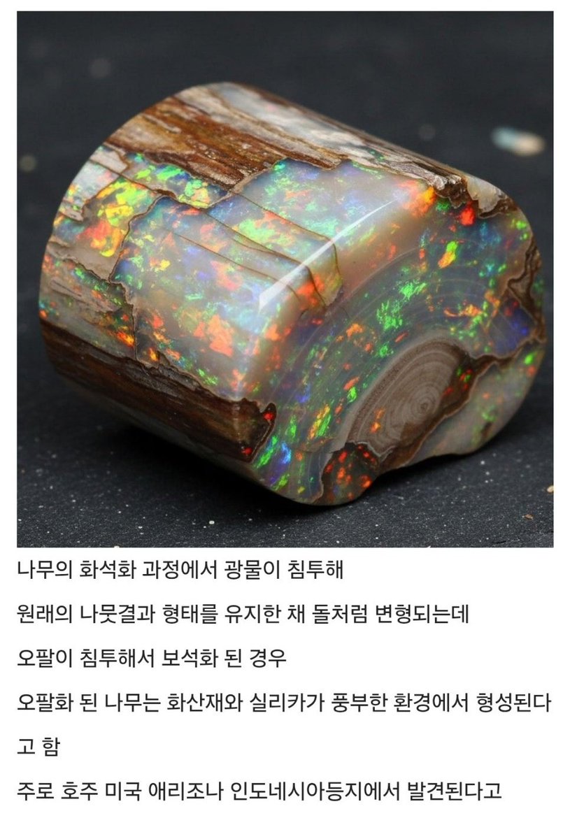 보석이 된 나무화석