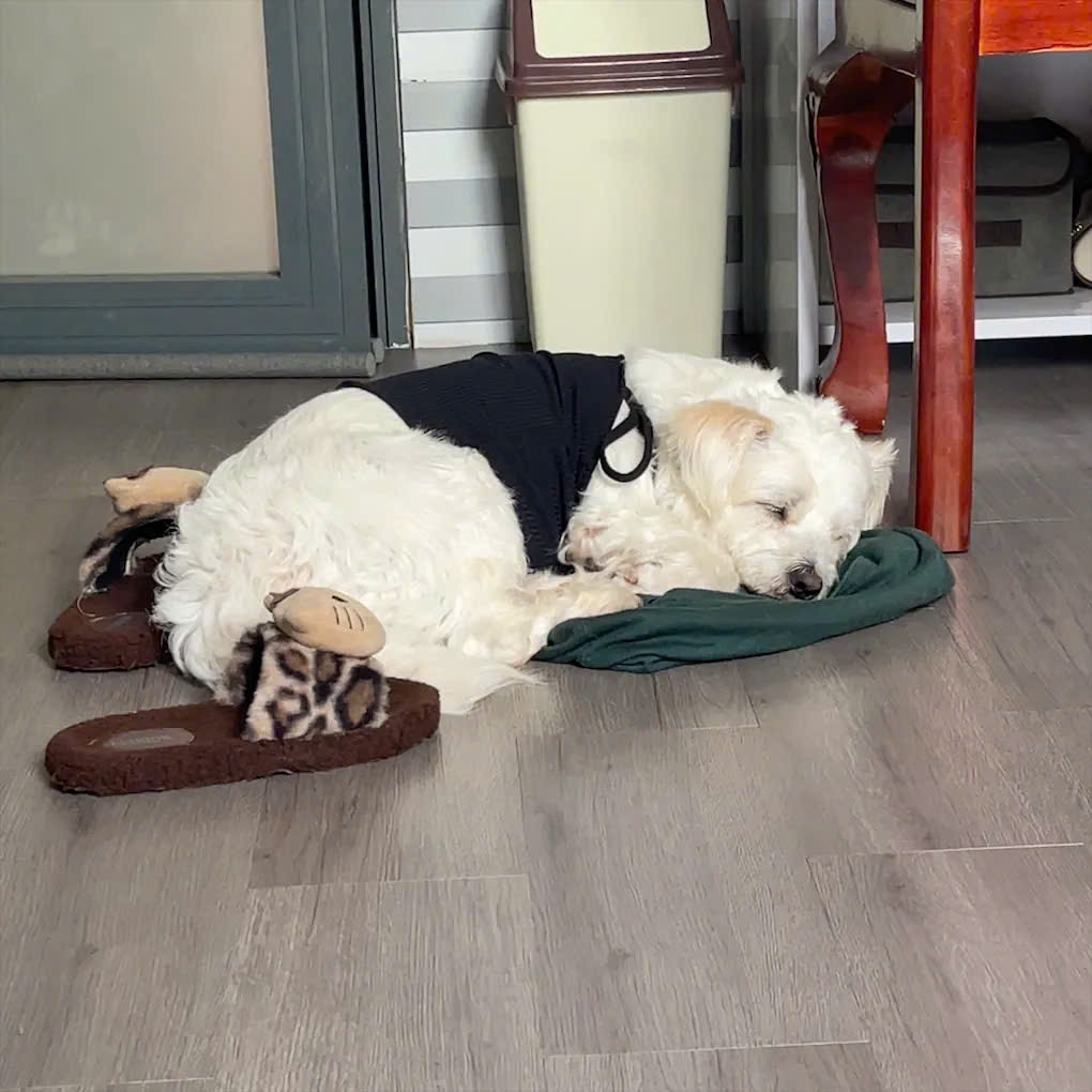 Linh Nguyễn tweet media