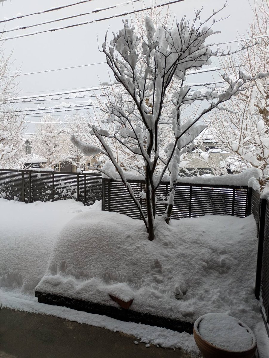 create_HAE's tweet photo. 雪、雪、雪❄️
今年の冬は日本海側を中心に記録的な大雪となっていますね。
先日、金沢市を訪れた時も一晩で50cmくらい積もってました☃️
雪の被害が広がりませんように。(花散里) https://t.co/dRtKai4A5W