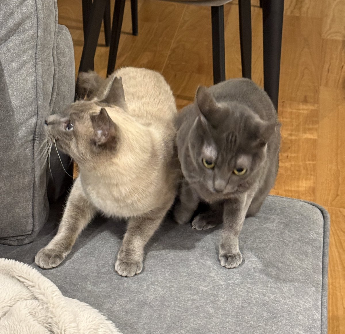 キャット (@4HWYdYFecS71FZn) / Posts / X