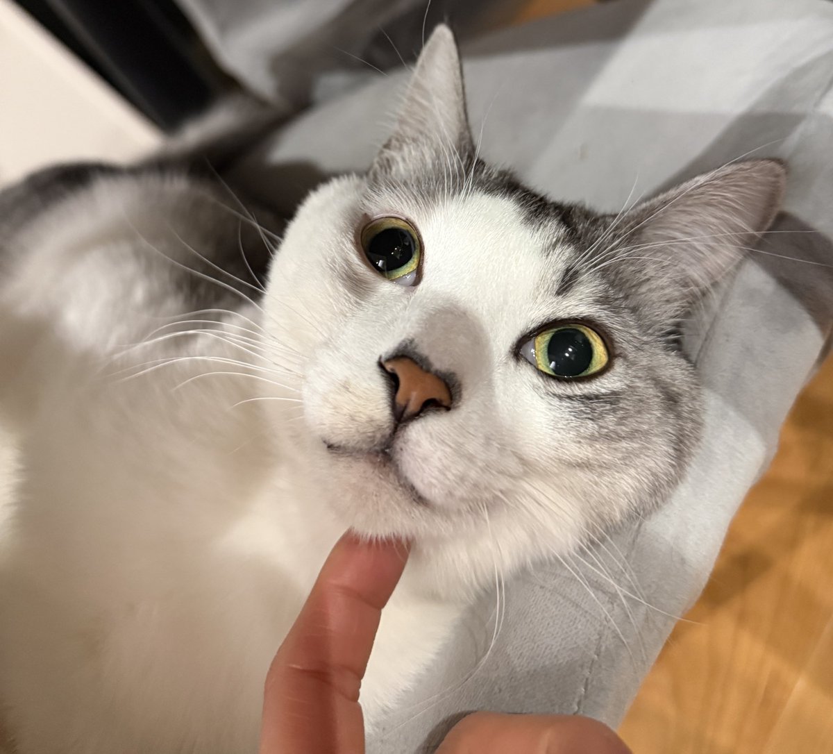 キャット (@4HWYdYFecS71FZn) / Posts / X