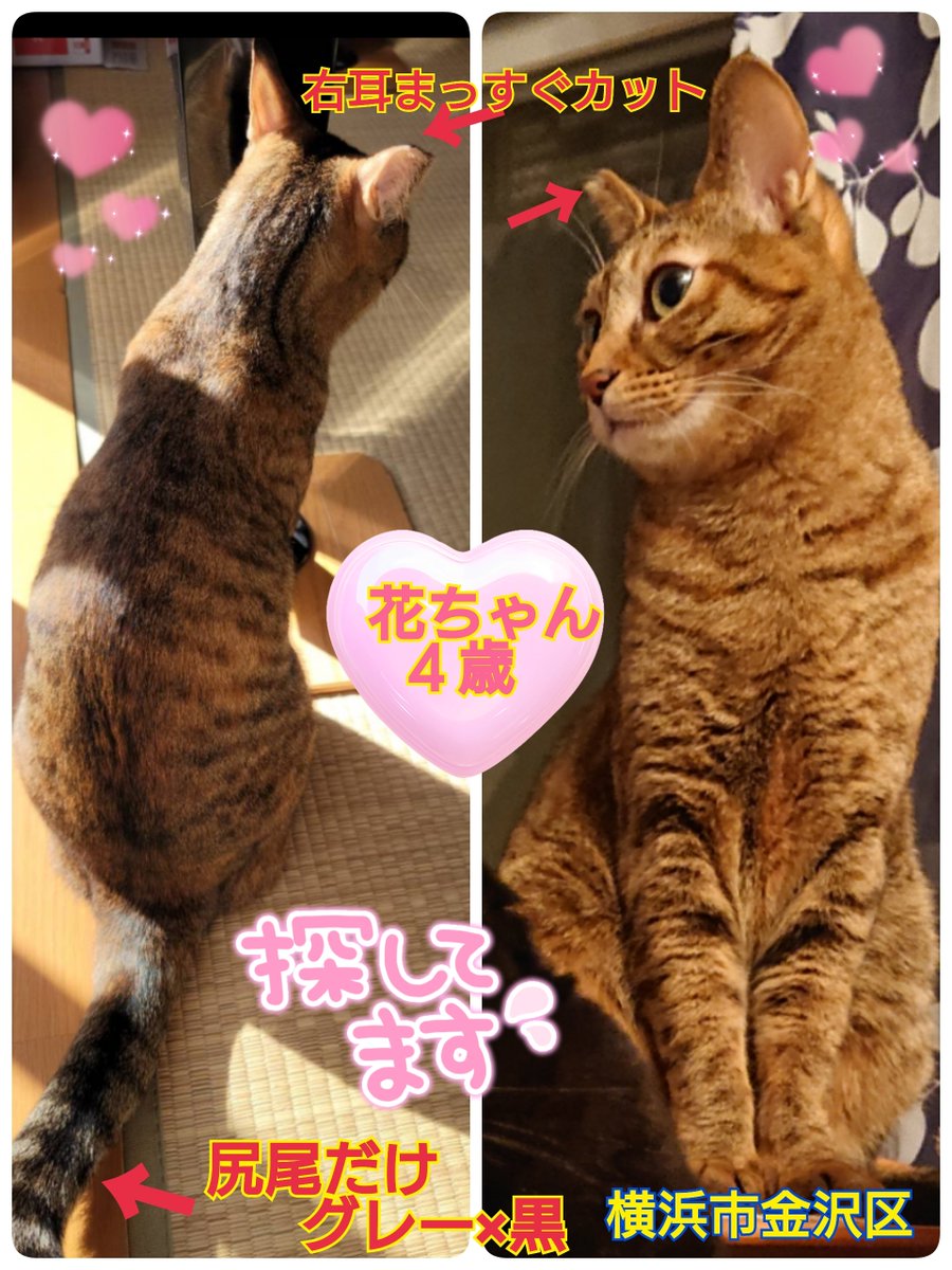 猫を探しています。花ちゃん４歳。麦わら猫または茶系のキジトラ。右耳と尻尾に特徴があります。2024年4月11日横浜市金沢区富岡東の自宅から私の不注意で外に出てしまい迷子のままです。花を保護してくださっているかたはいらっしゃいませんか。
#猫を探しています 
#拡散希望 
#リポストお願いします