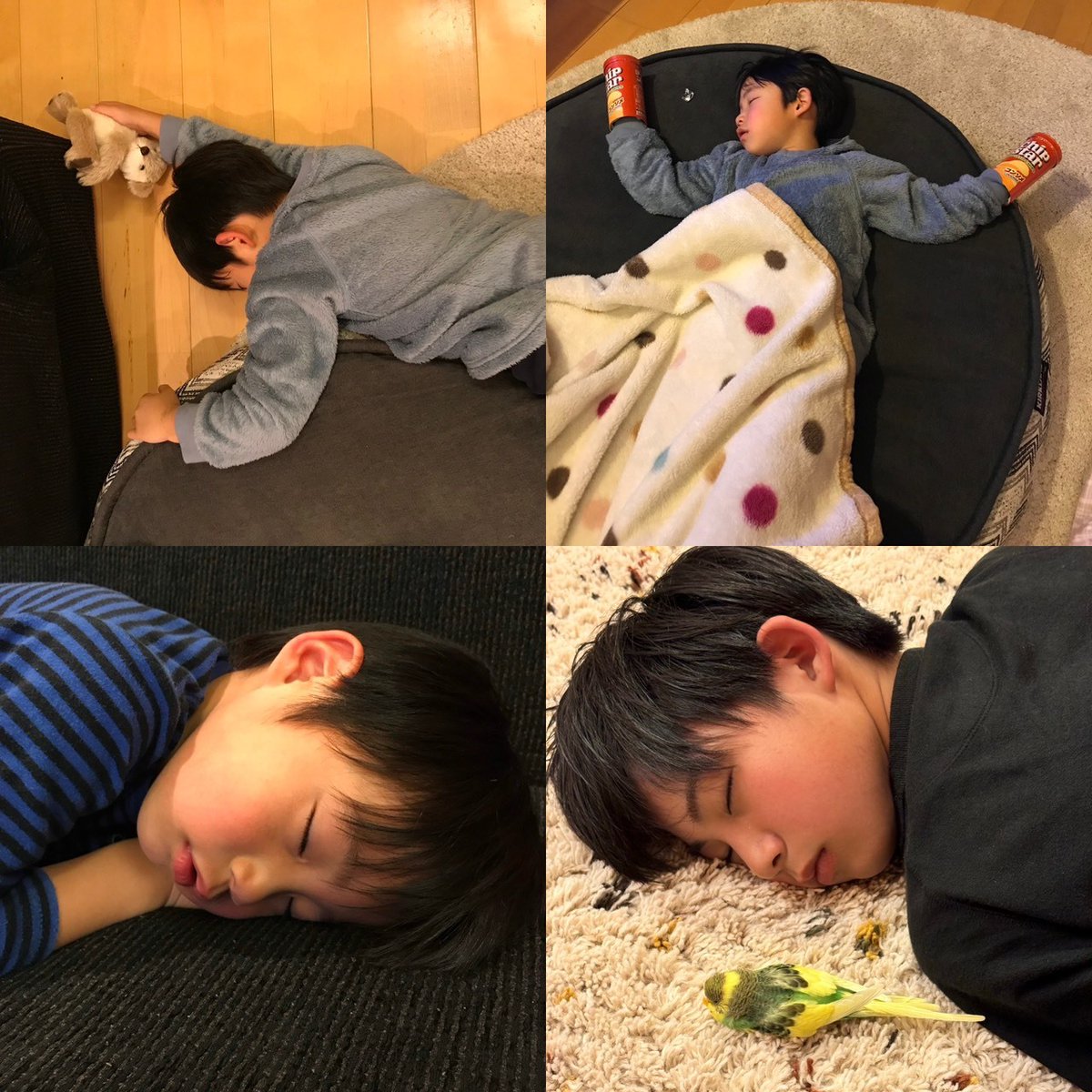 bmsg_trainee's tweet photo. ⸜ ✉️ #LETTER_FROM_AOI ✨ ⸝

皆さん、お元気ですか？
どこでも寝れる #AOI_ です😪💤

どこでも寝れるとは言ったものの、どんなふうに寝ていたのかを一部ですが、皆さんにご紹介したいと思います！

幼少期はかなりクセつよですね…😅
母が言うには、さっきまで遊んでいたのに気が付いたらテーブルの上や椅子の上でスヤスヤ寝ていたそうです☺️
さすがに今はそんな事はありませんが、どこでも寝れる体質は変わってないみたいです。

そして最後の写真は中２の時のものですが、僕と一緒に可愛い鳥さんが寝ていますよね🦜
この子の名前は【太陽】ちゃんです!!（太陽ちゃんは生まれつき体が弱く今は天国にいます🌈）
太陽ちゃんも僕と同じでよく寝る子でした。

実は、星、月、太陽ちゃん達は空ちゃんと海ちゃんの子供達なんです🥰
4個目の卵を産んだら、名前を斜め上ちゃんにするかどうか家族会議をしました😁が、これ以降卵を産むことはありませんでした。

皆さんに太陽ちゃんを紹介することが出来て、良かったです😌

#BMSGTRAINEE #BMSG