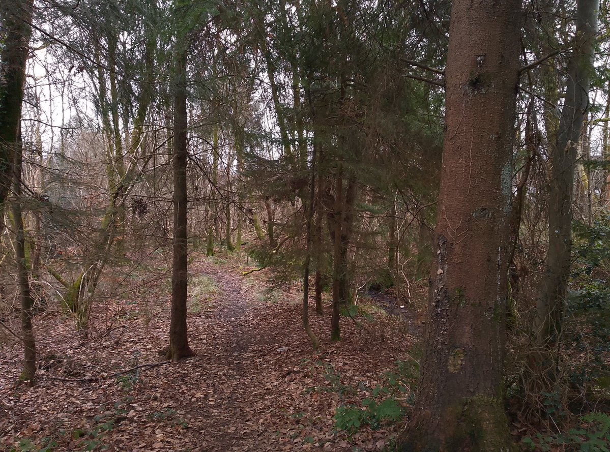 Running with a headache is stupid but the fresh air helps (but it’s still stupid) 🪾