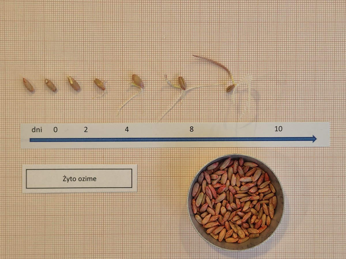 pioringovpl's tweet photo. 🌱🔬 Jak budzi się życie? Zajrzyjmy do OCL w Krakowie!
W Oddziale Centralnego Laboratorium GIORiN w Krakowie badanie zdolności kiełkowania to jedna z najczęściej wykonywanych analiz.🌾
Zobaczcie:
https://t.co/VJJiw7B2yN
#PIORiN #LaboratoriumNasienne #ZdolnośćKiełkowania https://t.co/rAqjZUA4Xd